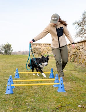 Cavaletti Training mit einem Hund