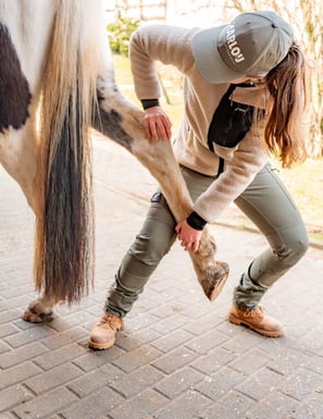 Behandlung Pferd