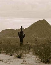 Middle finger cactus plant in the desert