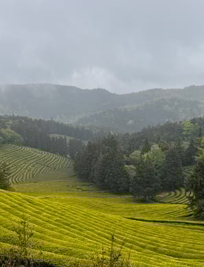 Boseong tea fields