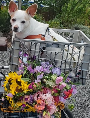 Dog in a basket with local fresh cut flowers