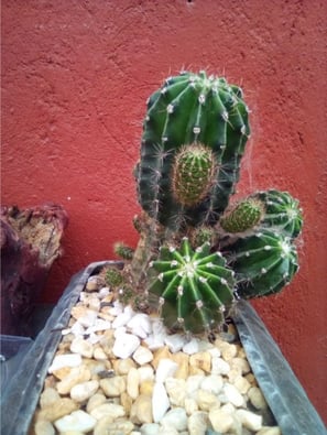 cactus cataceas