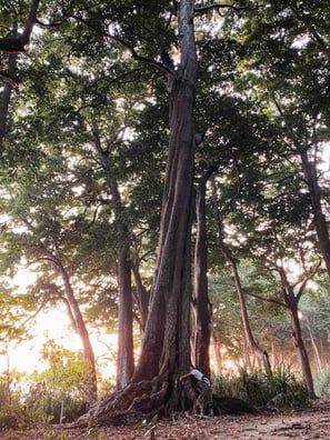 Magnifique arbre dans la jungle de la petite île d'Havelock.