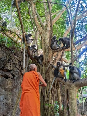 Les Langurs, singes à lunettes, Chumphon