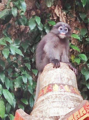 Les Langurs, singes à lunettes, Chumphon
