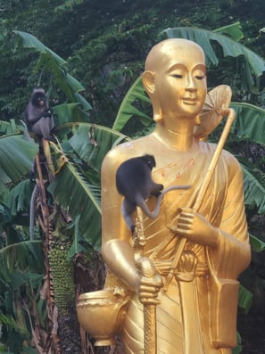 Les Langurs, singes à lunettes, Chumphon