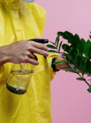 Man in ppe spraying ZZ houseplant