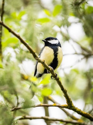 Eine Kohlmeise auf einem Ast im Garten in Lennestadt Foto: Philipp Geisler