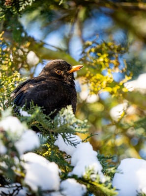 Amsel im Schnee Foto: Philipp Geisler