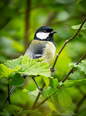 Kohlmeise auf einem Haselnussbusch Foto: Philipp Geisler