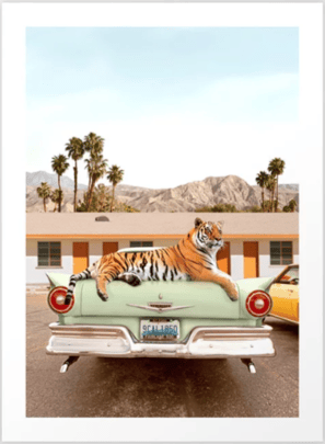 a photography of a giant tiger laying on a mint-coloured retro car