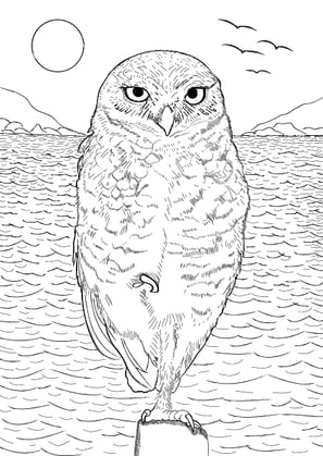 14. Coruja-buraqueira | Aves Daqui Paraty Vol.1 - Para Colorir.