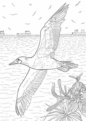 15. Atobá-pardo | Aves Daqui Paraty Vol.2 | Para Colorir.
