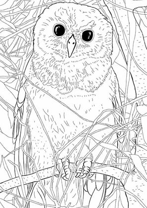14. Murucututu-de-barriga-amarela | Aves Daqui Paraty Vol.2 | Para Colorir.