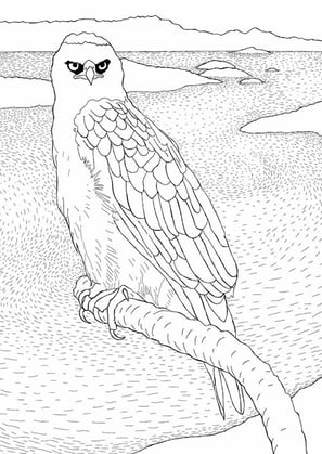 16. Gavião-pato | Aves Daqui Paraty Vol.2 | Para Colorir.