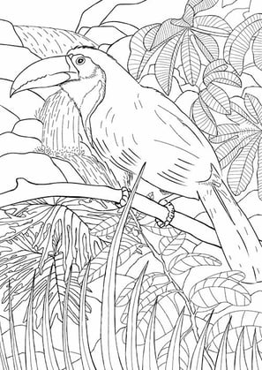 17. Tucano-de-bico-verde | Aves Daqui Paraty Vol.2 | Para Colorir.