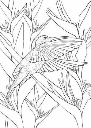 18. Beija-flor-de-orelha-violeta | Aves Daqui Paraty Vol.2 | Para Colorir.
