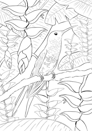 18. Beija-flor-tesoura | Aves Daqui Paraty Vol.1 - Para Colorir.
