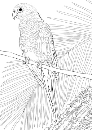 15. Tiriba-de-testa-vermelha | Aves Daqui Paraty Vol.1 - Para Colorir.