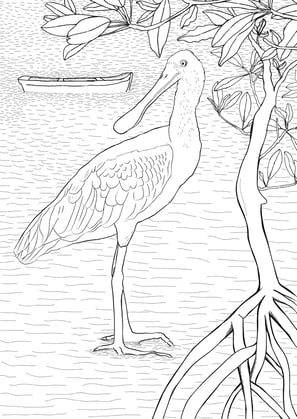 16. Colhereiro | Aves Daqui Paraty Vol.1 - Para Colorir.
