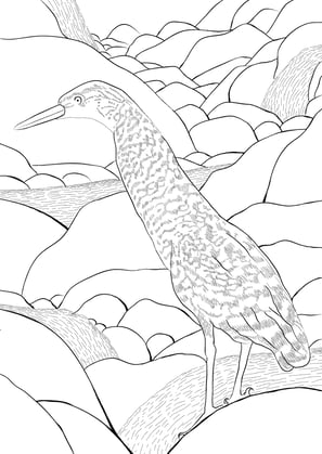 17. Socó-jararaca | Aves Daqui Paraty Vol.1 - Para Colorir.