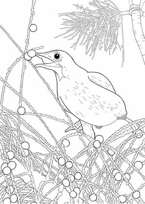 2. Araponga | Aves Daqui Paraty Vol.2 | Para Colorir.