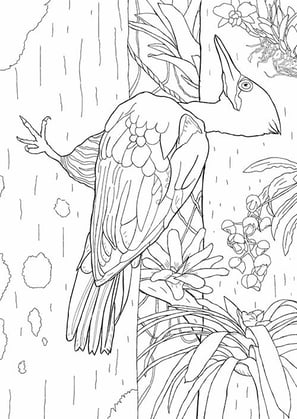 3. Pica-pau-rei | Aves Daqui Paraty Vol.2 | Para Colorir.