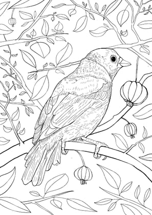 4. Saíra-sete-cores | Aves Daqui Paraty Vol.1 - Para Colorir.