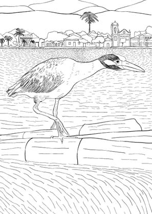 5. Savacu-de-coroa | Aves Daqui Paraty Vol.1 - Para Colorir.