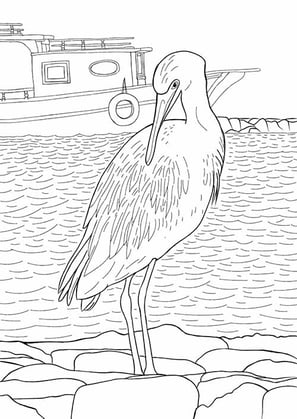 5. Garça-azul | Aves Daqui Paraty Vol.2 | Para Colorir.