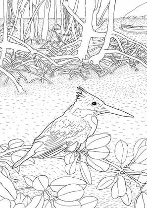 6. Martim-pescador-verde | Aves Daqui Paraty Vol.2 | Para Colorir.