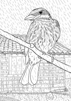 7. Bem-te-vi-rajado | Aves Daqui Paraty Vol.2 | Para Colorir.