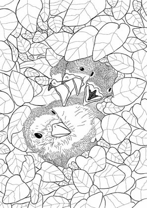 8. Ferro-velho | Aves Daqui Paraty Vol.2 | Para Colorir.