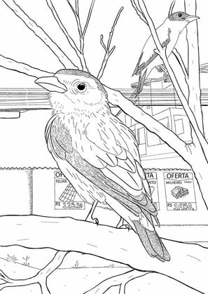 9. Anambé-branco-de-bochecha-parda | Aves Daqui Paraty Vol.2 | Para Colorir.