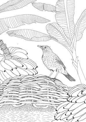 10. Sabiá-poca | Aves Daqui Paraty Vol.1 - Para Colorir.