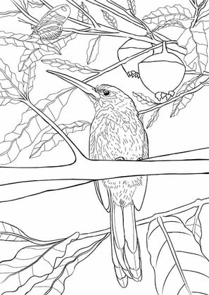 10. Ariramba-de-cauda-ruiva | Aves Daqui Paraty Vol.2 | Para Colorir.