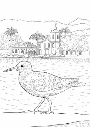 11. Maçarico-pintado | Aves Daqui Paraty Vol.2 | Para Colorir.