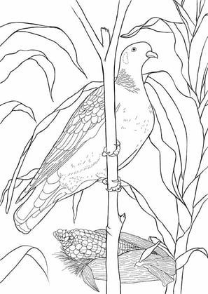 12. Pomba-asa-branca | Aves Daqui Paraty Vol.2 | Para Colorir.