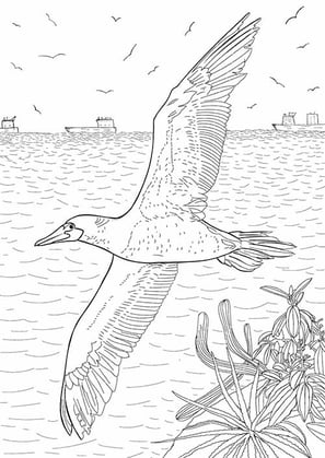 13. Atobá-pardo | Aves Daqui Paraty Vol.2 | Para Colorir.