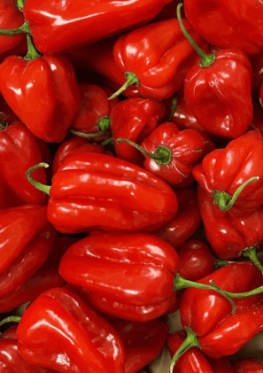 Piment Habanero rouge