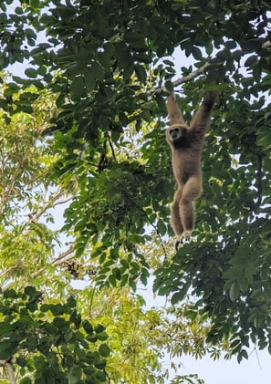Gibbon, Chumphon