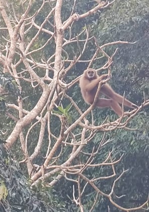 Gibbon, Chumphon