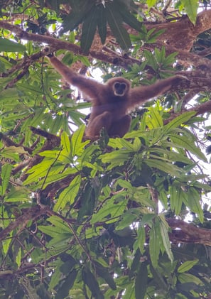Gibbon, Chumphon