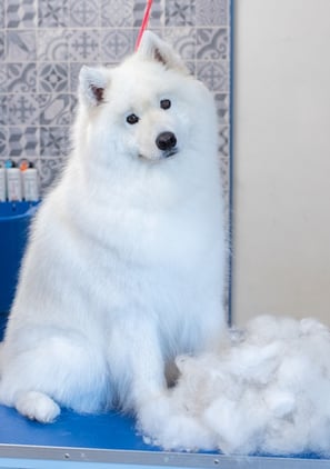 toilettage samoyede