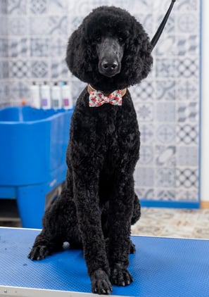 toilettage caniche