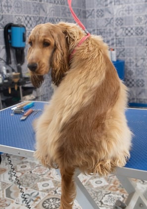 épilation chien