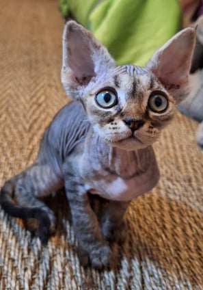 Chaton Devon Rex