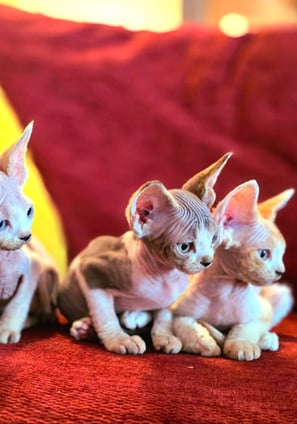 Chaton Devon Rex