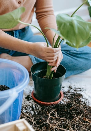 Monstera plant being repotted