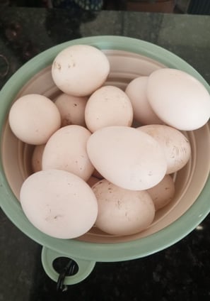 Eco Farm Retreat - today fresh organic eggs